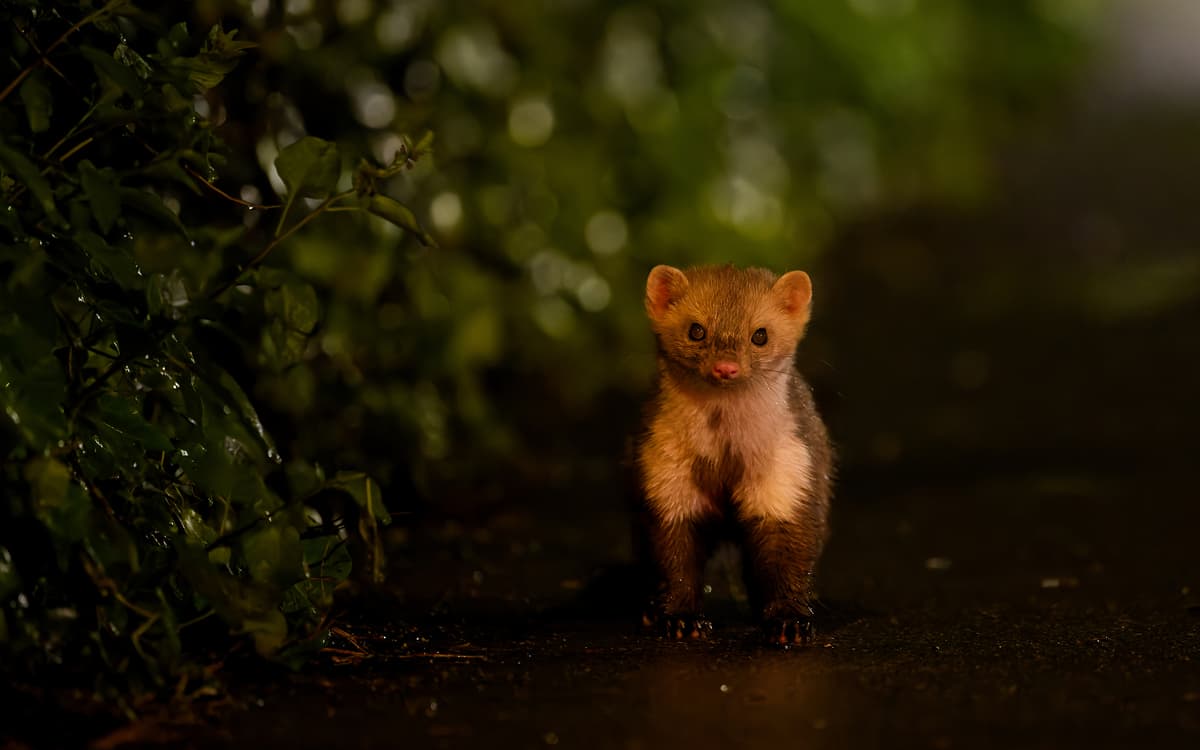 探索城市隐形邻居：石貂生态摄影展与讲座
