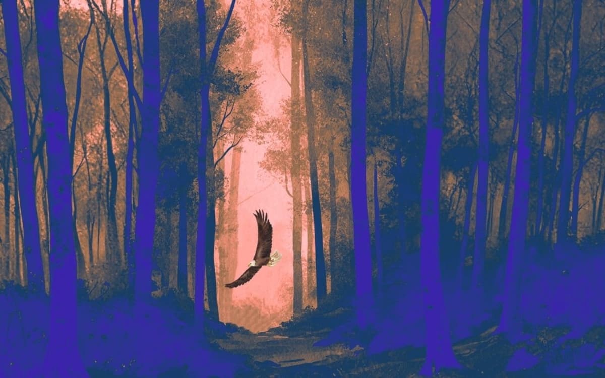 自然回响：想象与音乐会