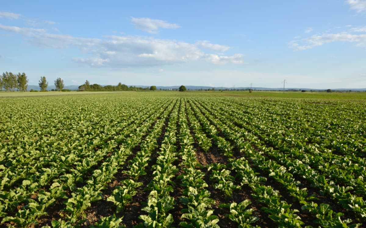 Socioscope研讨会：巴黎协定框架下对粮食转型的贡献