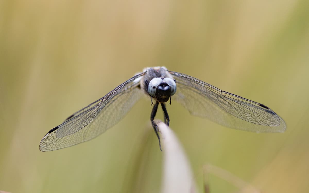 让-亨利·法布尔主题展：探秘昆虫世界的不知疲倦观察者