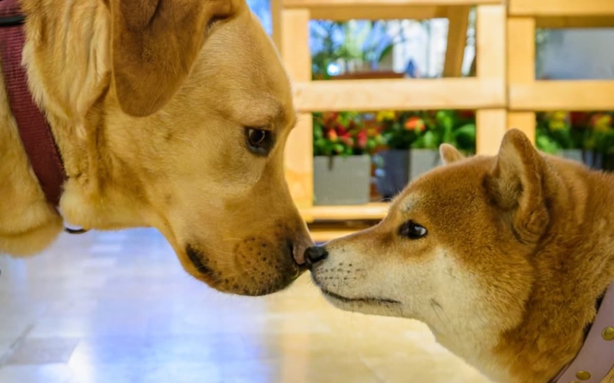 巴黎动物之家：2026年1月动物智能与情感主题活动周