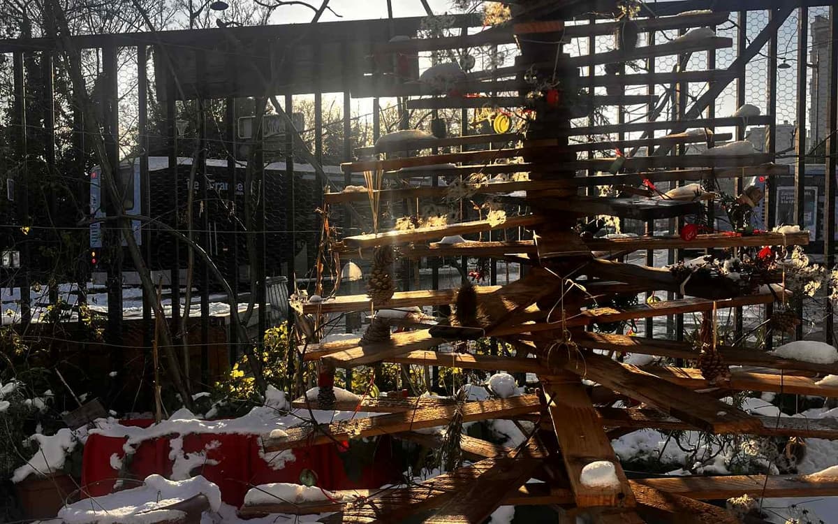 La Rue Verte 的 Palette 冷杉树在雪中的照片，由 Javier 摄于 2026 年。