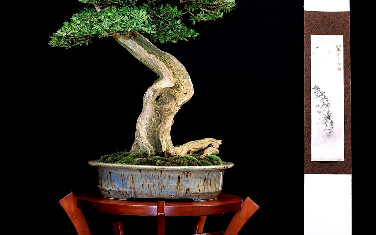 2025年盆景文化博览会