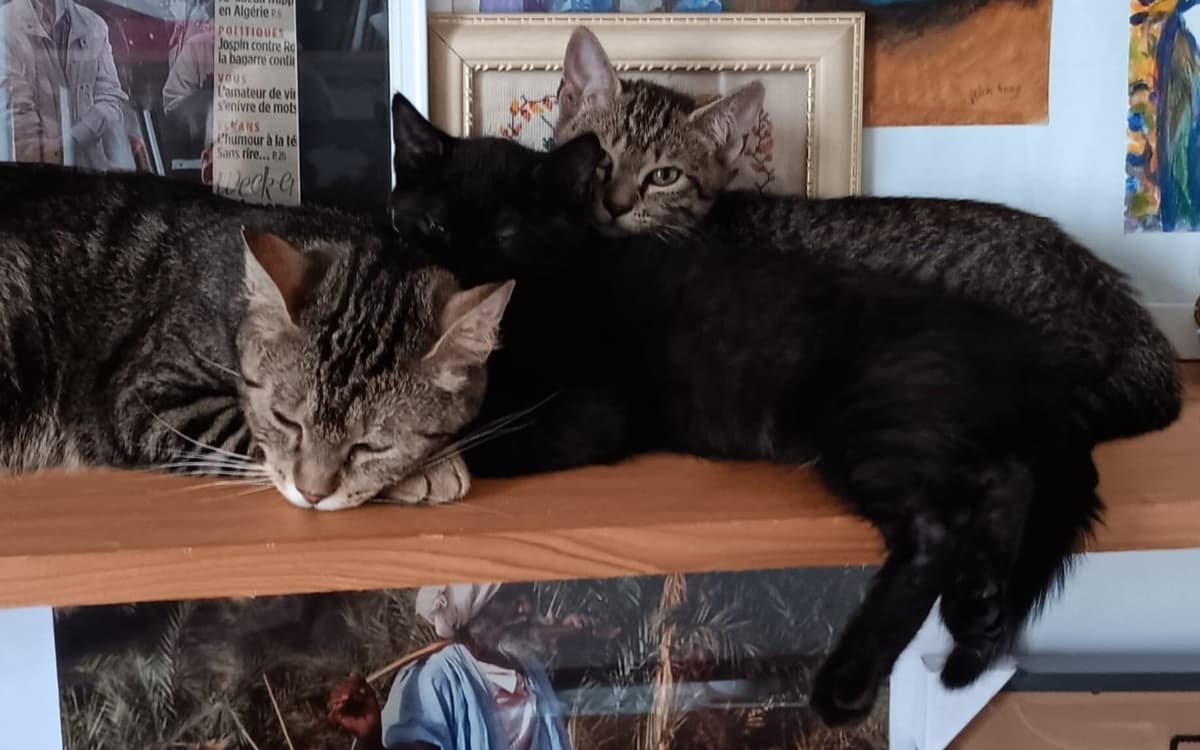 动物之家:动物保护主题艺术展